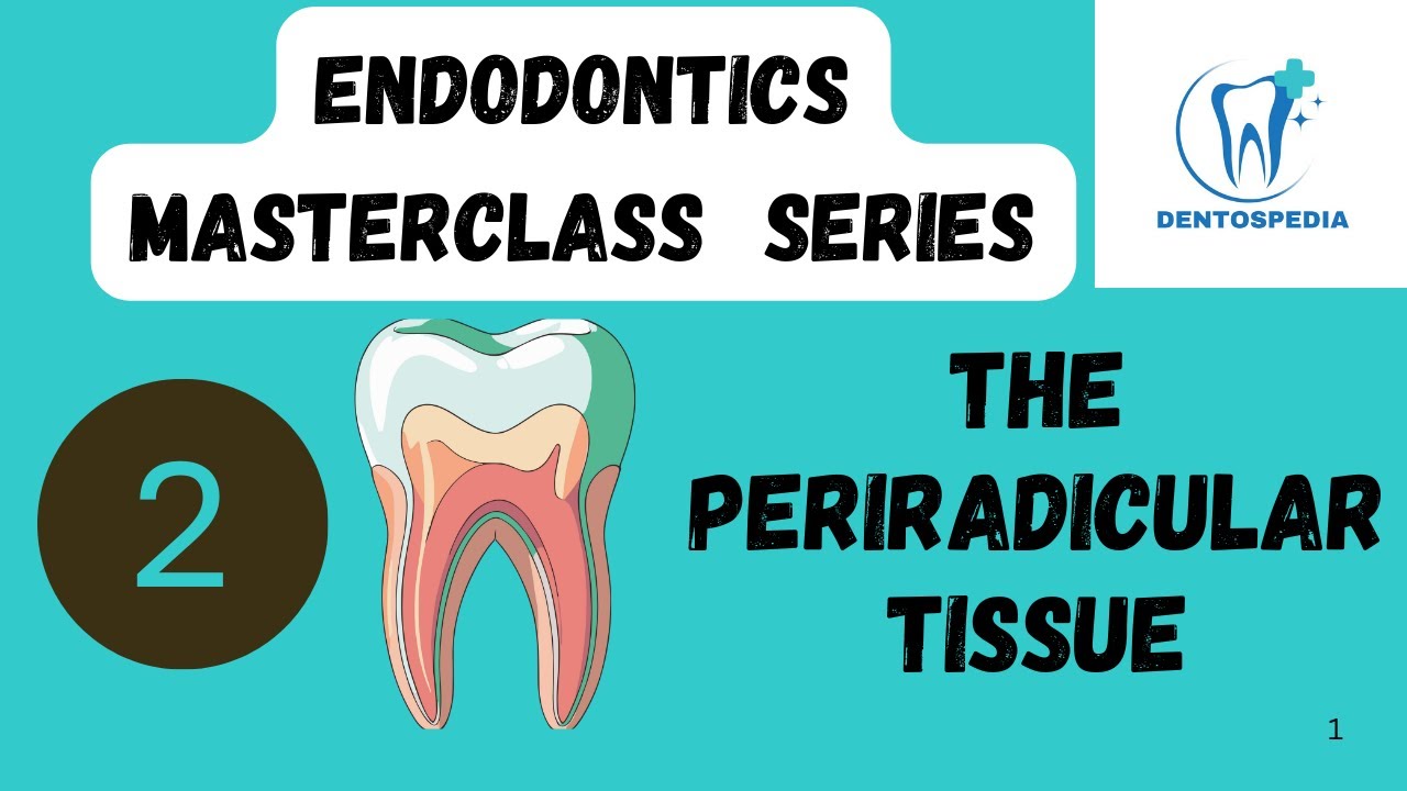 ENDO 2 🦷 Periradicular Tissues Explained | Endodontics Masterclass | #Dentospedia #INBDE #AFK #ORE
