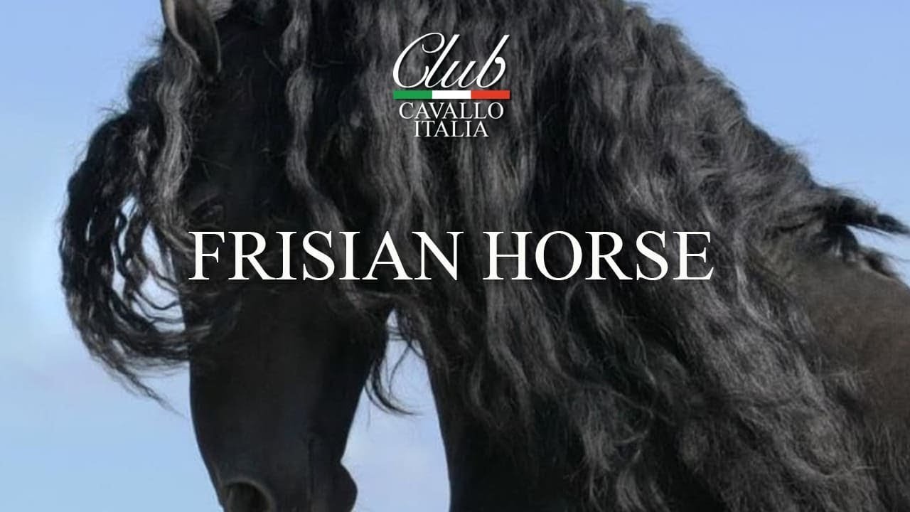 FRISIAN HORSE