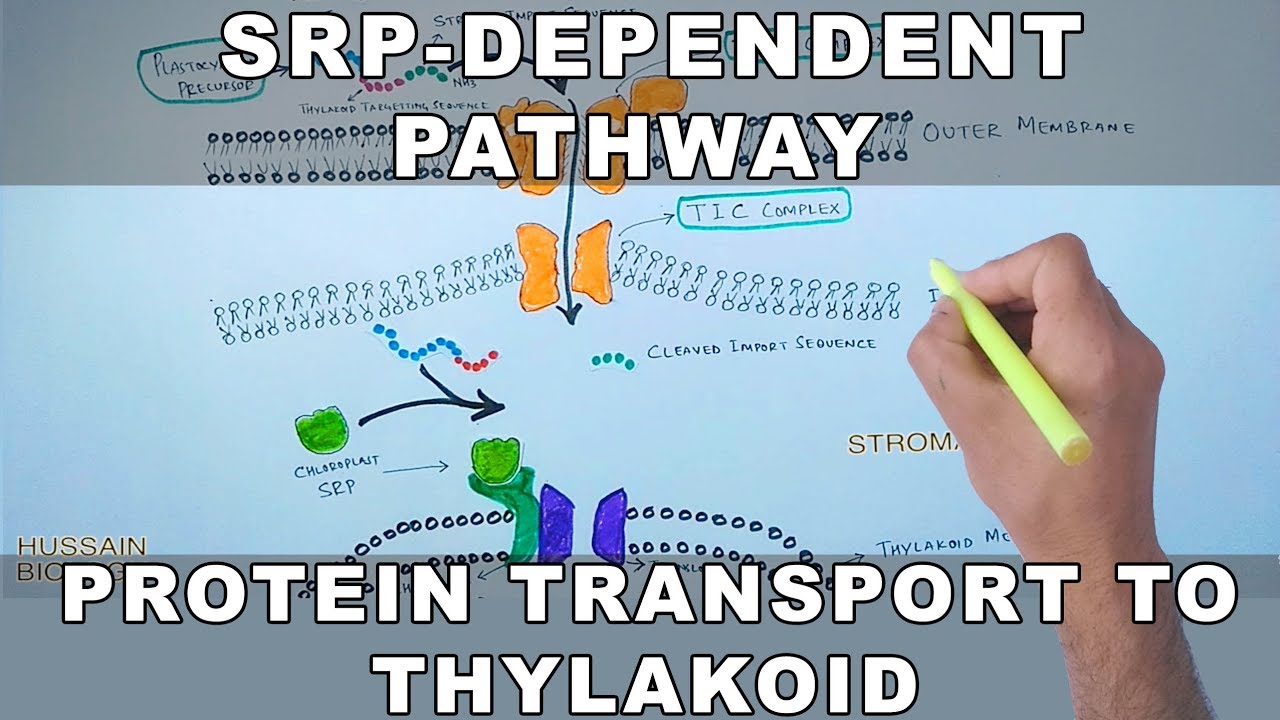 SRP Dependent Pathway of Protein Transport to Thylakoid