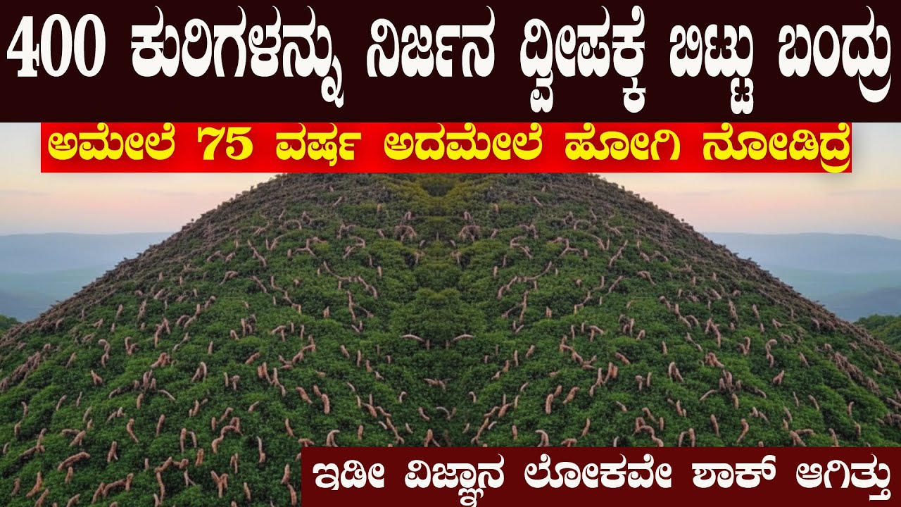 400 ಸಾಕು ಕುರಿಗಳನ್ನು ಒಂದು ಸಂಪೂರ್ಣ ನಿರ್ಜನ ದ್ವೀಪದಲ್ಲಿ ಬಿಟ್ಟು ಹೋದರು  ಆದ್ರೆ ಆಮೇಲೆ ನೆಡೆದದ್ದು ಮಾತ್ರ ?