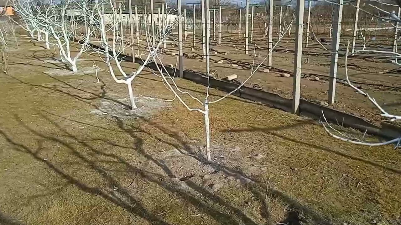 Бордоська суміш. Детально про цей розчин.