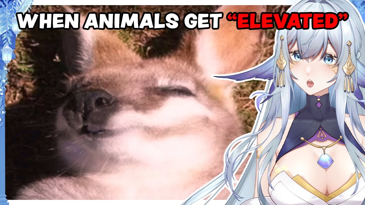 THIS CANNOT BE REAL... | Casual Geographic Animals Get “Elevated” | VTuber Reacts