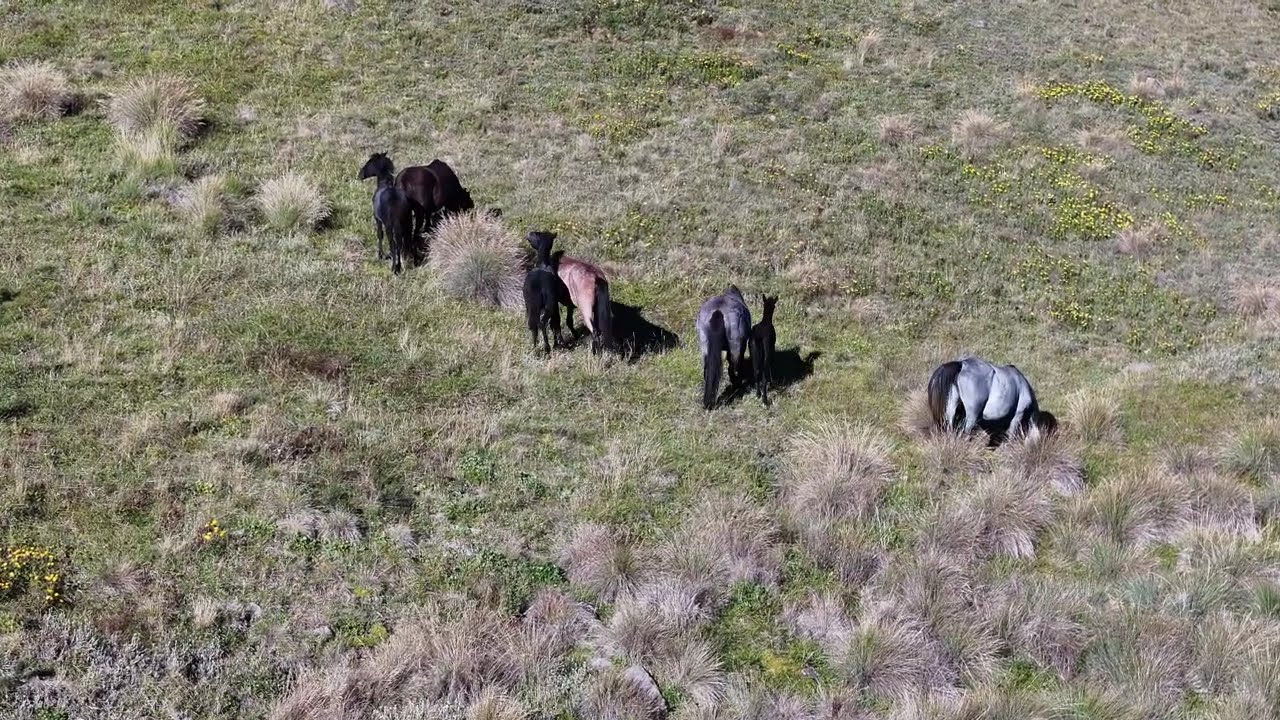 Alpine Region & Brumbies  - New South Wales - Australia