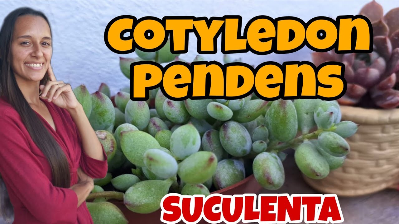 Saiba tudo sobre essa SUCULENTA e tenha sucesso no seu cultivo 