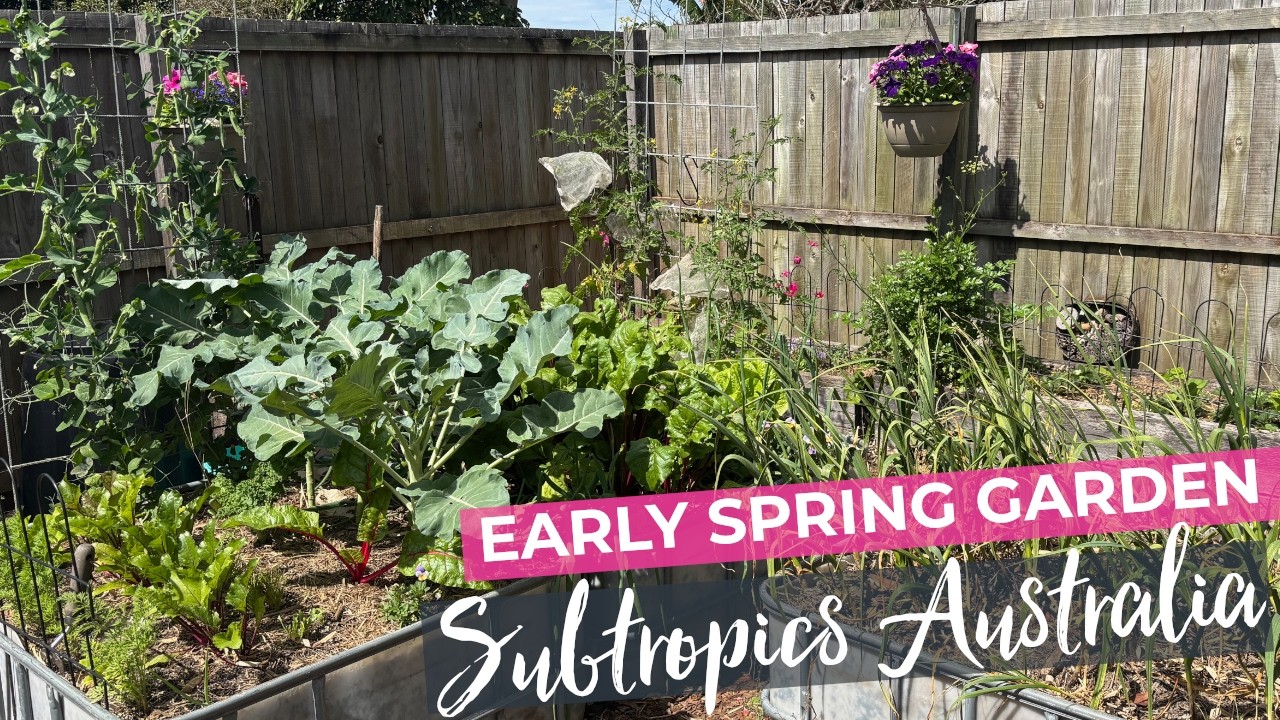Early Spring Australian Subtropical Veggie Garden Tour 2025