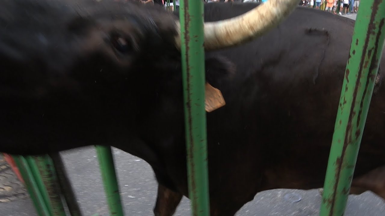CHÂTEAURENARD ENCIERRO 22.07.23 🐮😨