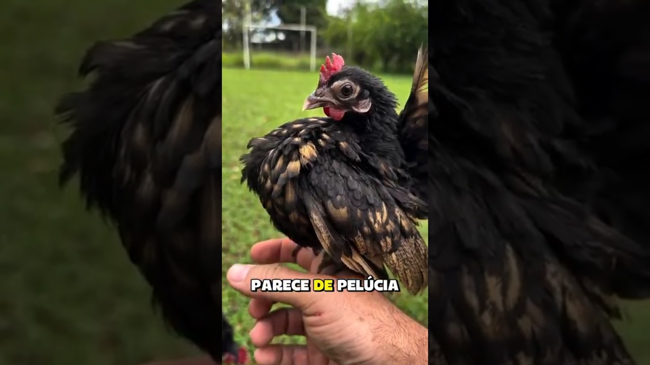 Galinha Serama e seu EGO INFLADO#bichos #jaidmeel #curiosidade
