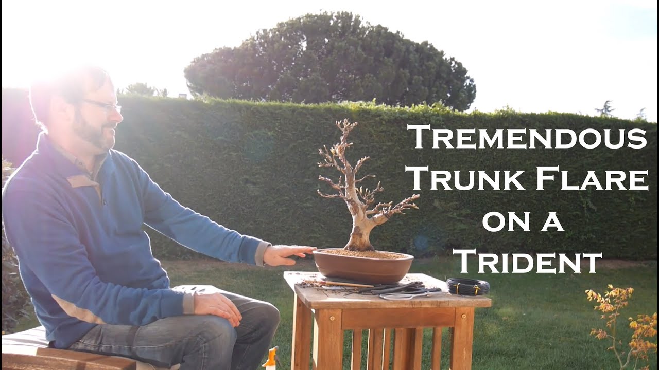 Repotting a trident maple bonsai  |  Blue Sky Bonsai