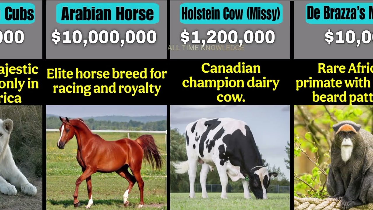   Most Expensive Animals in the World 2025 Comparison&nbsp;&nbsp;| Unbelievable Animal Prices