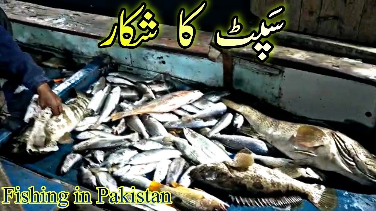 Sapat Commercial Fishing with Irfan rajput./Grouper/Croaker/Snapper and Mix fish.