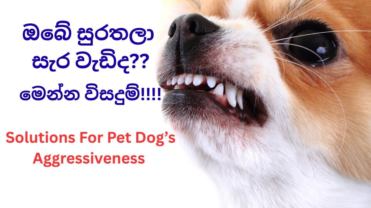 ඔබේ සුරතලා ප්‍රචණ්ඩකාරී ද??මෙන්න විසදුම්!!!How to control aggressive behavior of your pet Dog 2026!!