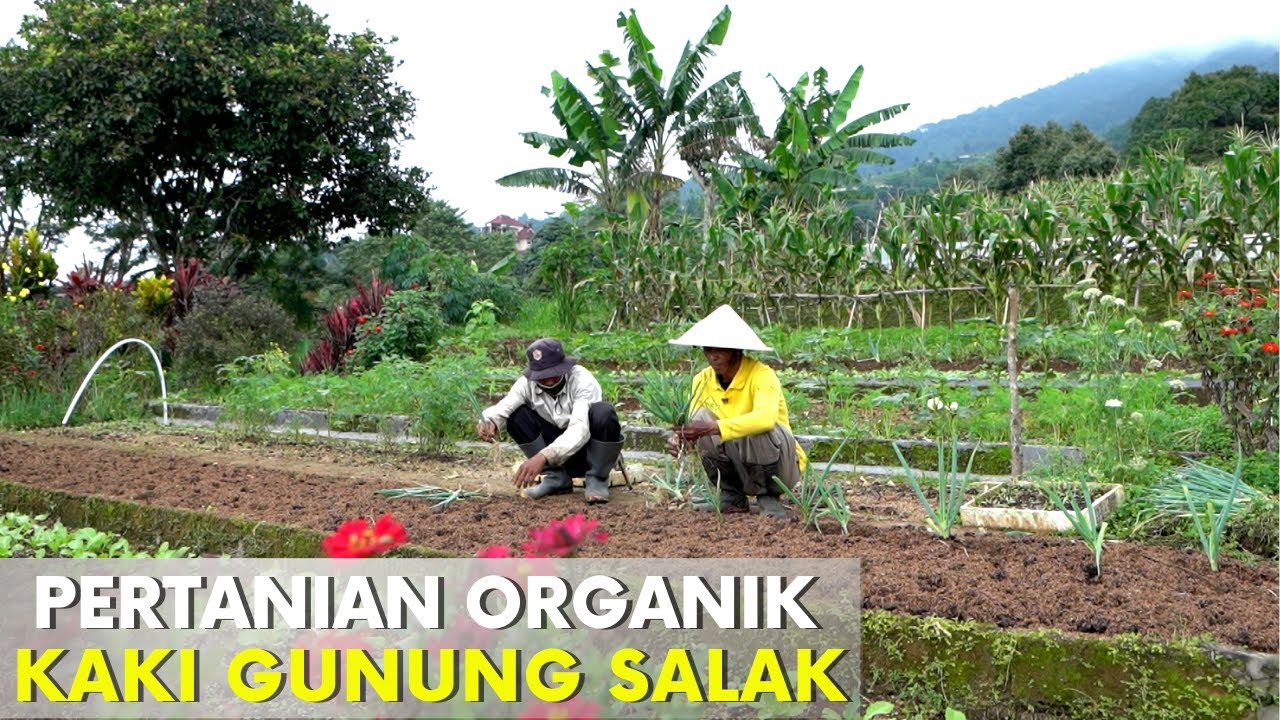 BSP Organic Farm Indonesia