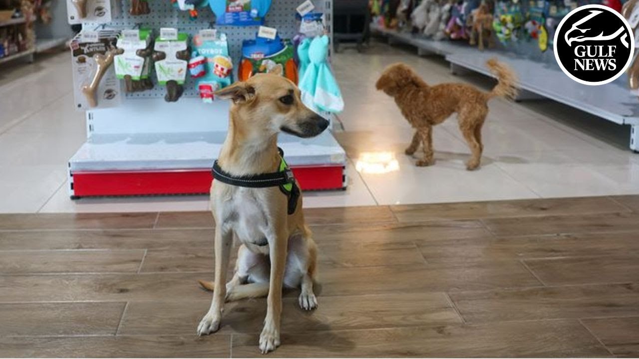 UAE’s pet industry thrives as residents splurge on ‘fur babies’