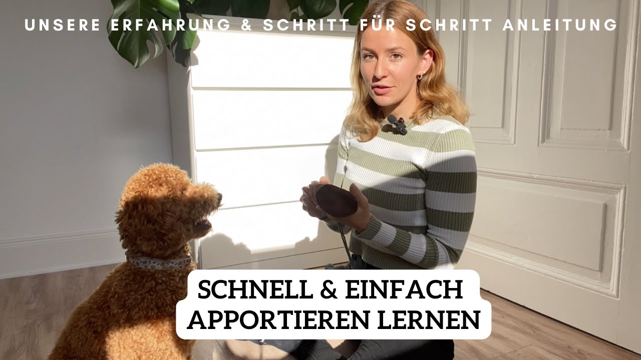 Apportieren mit Futterbeutel beibringen | Dummy Training aufbauen 🐶 | Pudel Lotti