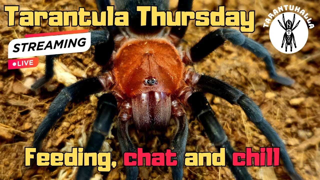 Tarantula Thursday - Feed, chat and chill 13.11.2025  #live