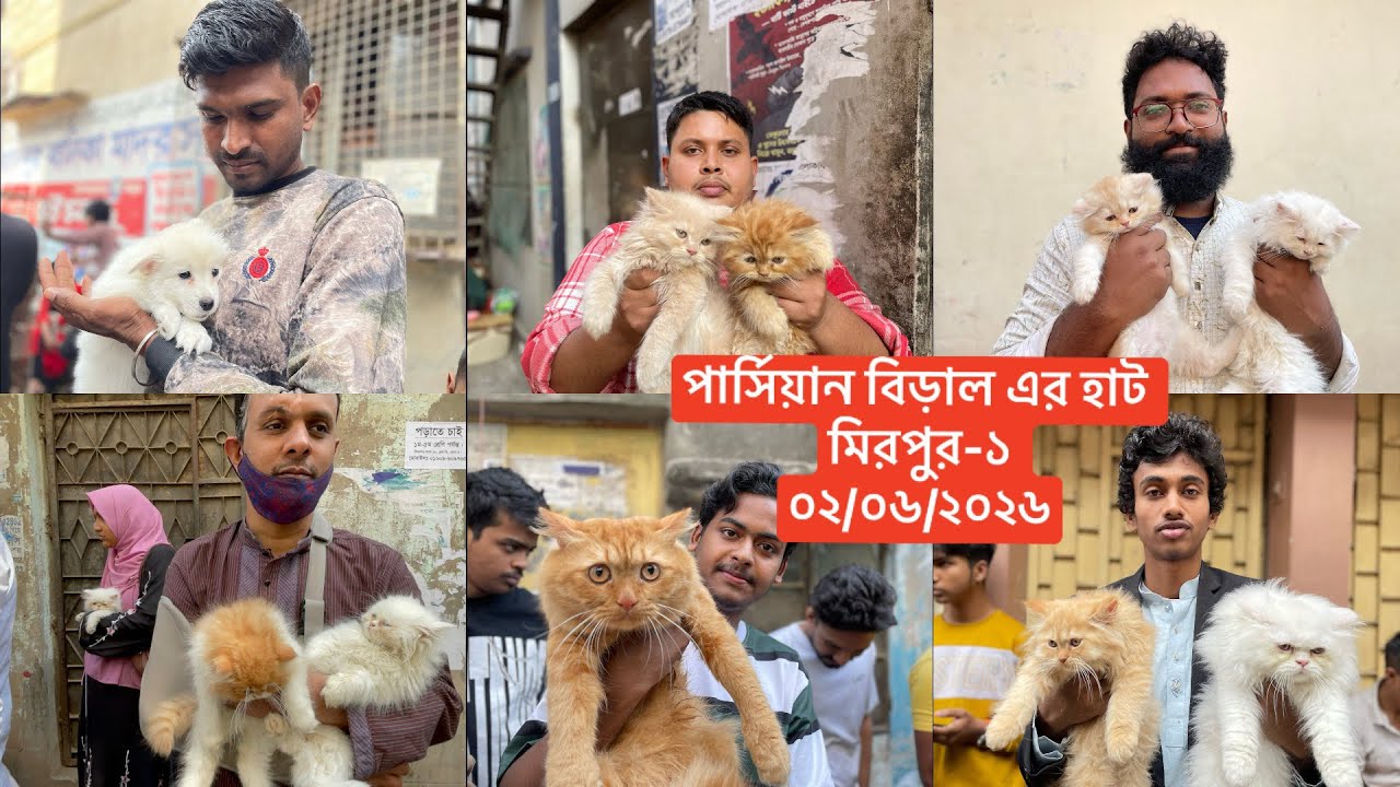 বিদেশি বিড়ালের দাম | মিরপুর ১ বিড়ালের হাট | @Saiful_Drz  | Persian cat price in Bangladesh