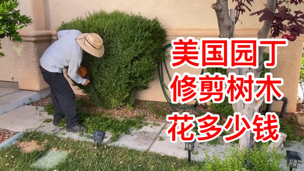 在美国，找园丁修剪树木，需要多少钱？一个园丁收入多少？ 美国人工太值钱了。第82期