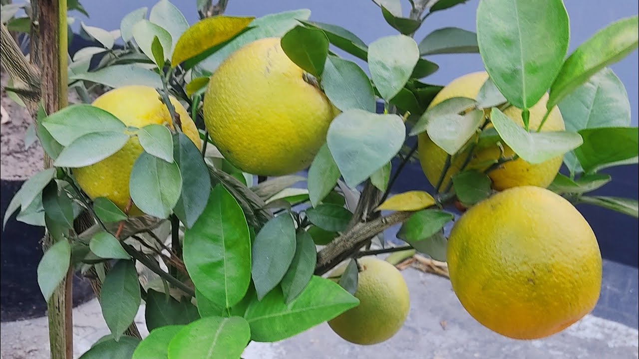 নতুন মাল্টার জাতঃ থাই মাল্টা🍊