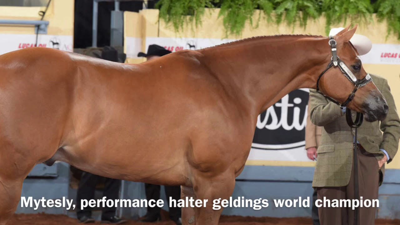 2019 AQHA Open Performance Halter Geldings