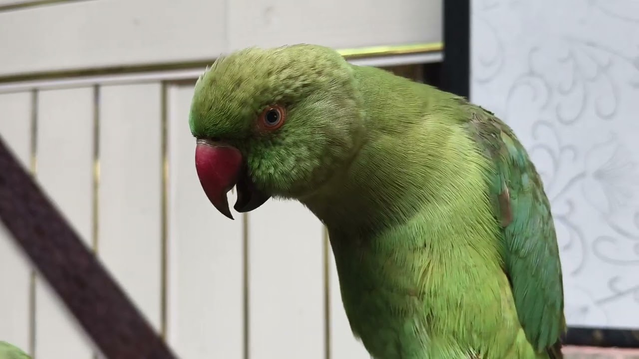 Mittu sara din bolta hi rehta hai 🦜#nonstoptalkingparrot#ltrending parrot#likefollo❤️