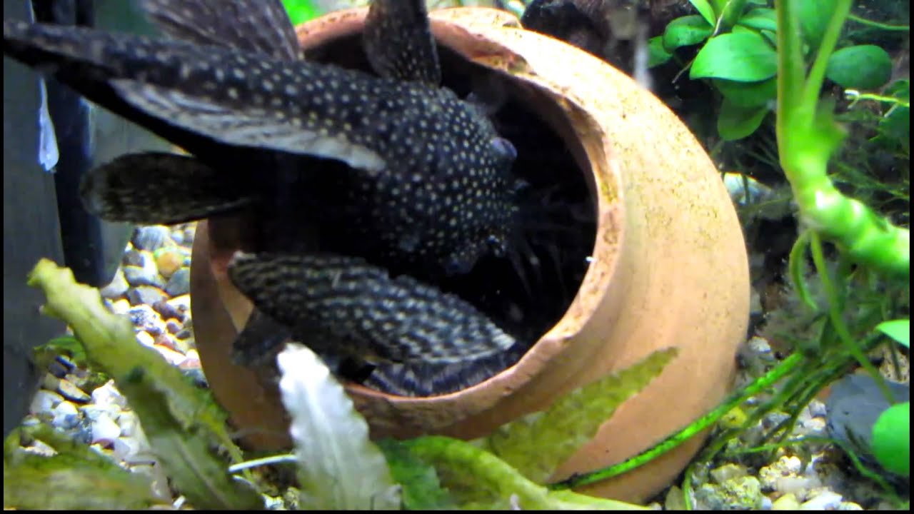 ANCISTRUS