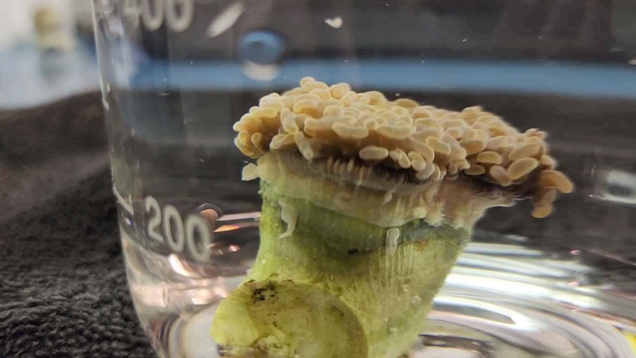 Flatworms on a Branching Hammer Coral