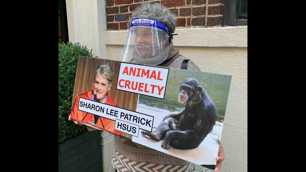 Animal Rights Activists Protest HSUS Board Members in NYC & LA Over Animal Cruelty at Project Chimps