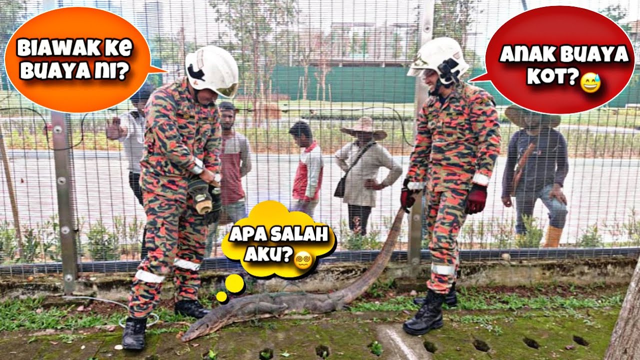 💢BIAWAK KE BUAYA NI?😨KEPALA ULAR TERSANGKUT?😱CELORENG BOMBA