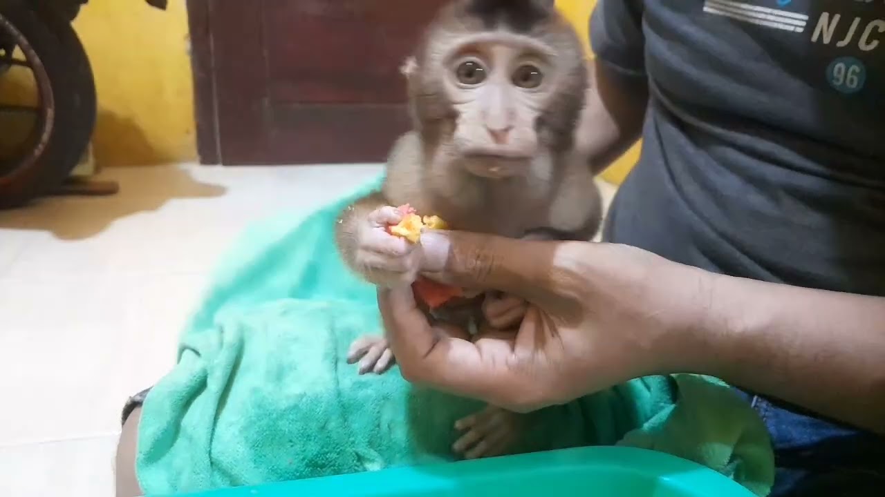 Anak monkey caca lagi havy makan kue habis mandi