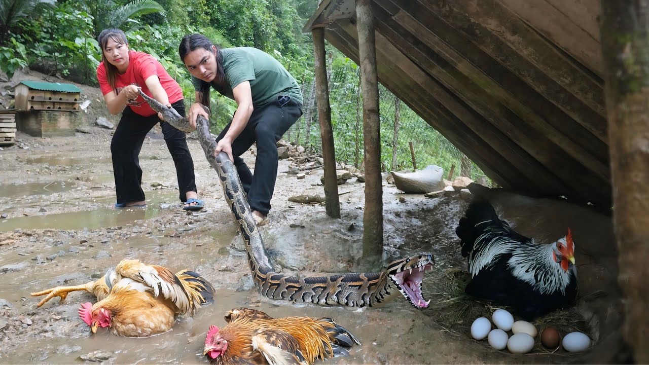 200 days living on the farm, giant python suddenly broke in at midnight, SURVIVAL ALONE