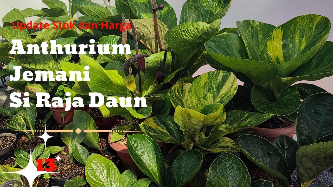 CEK STOCK DAN HARGA ANTHURIUM JEMANI TERBARU #anthurium #jemanimangkok #jemani #jemanivarigata 