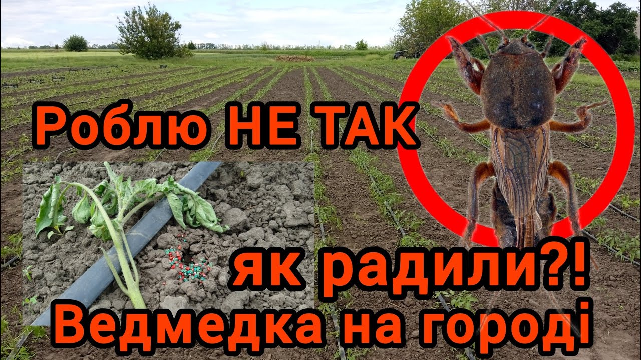 Ведмедика на городі. Як боротися? Одне вірне рішення!