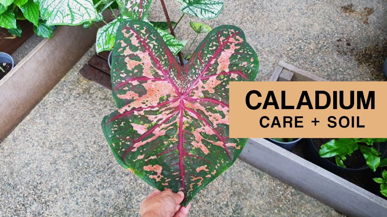 MY CALADIUM PLANTS | Caladium hunting, Mix your own caladium soil and care tips!