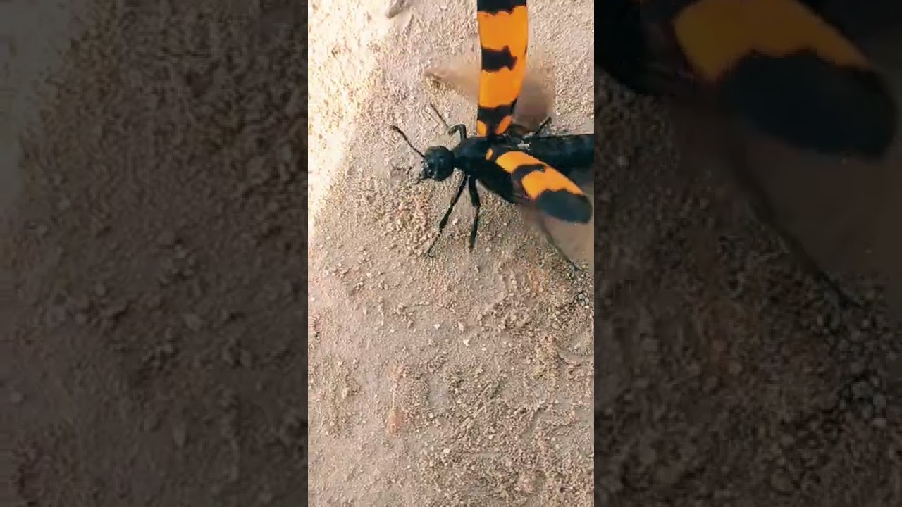 How Beetle take flight