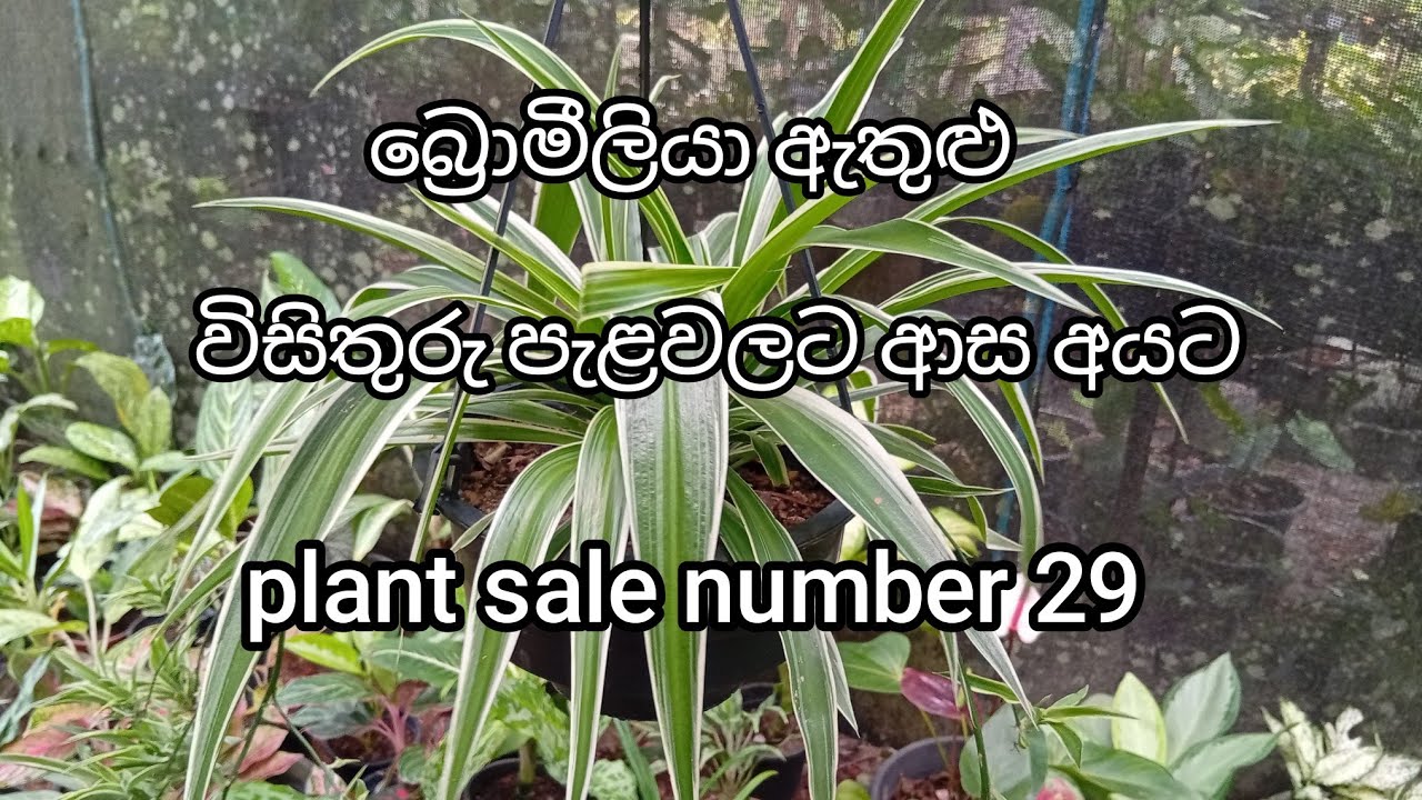 බ්‍රොමීලියා ඇතුළු විසිතුරු පැළවලට ආස අයට | plant sale number 29 | 0707475222 🌿🌿🌿🌿🌿