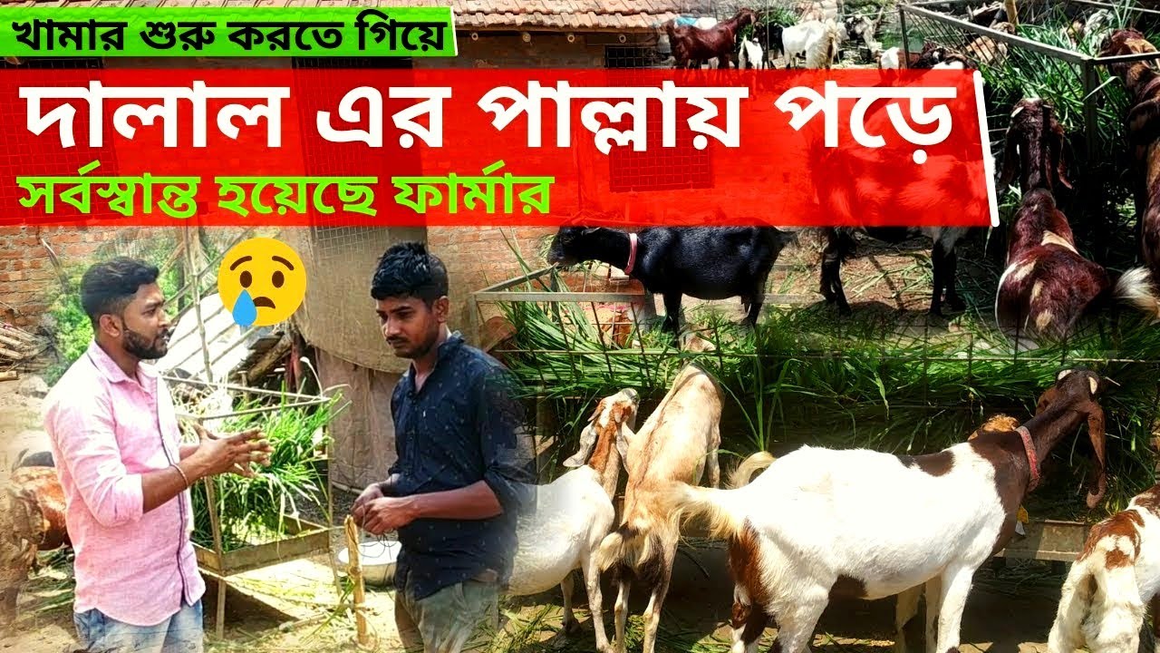 খামার শুরু করতে গিয়ে দালালের পাল্লায় পড়ে সর্বস্বান্ত হয়েছে ফার্মার।