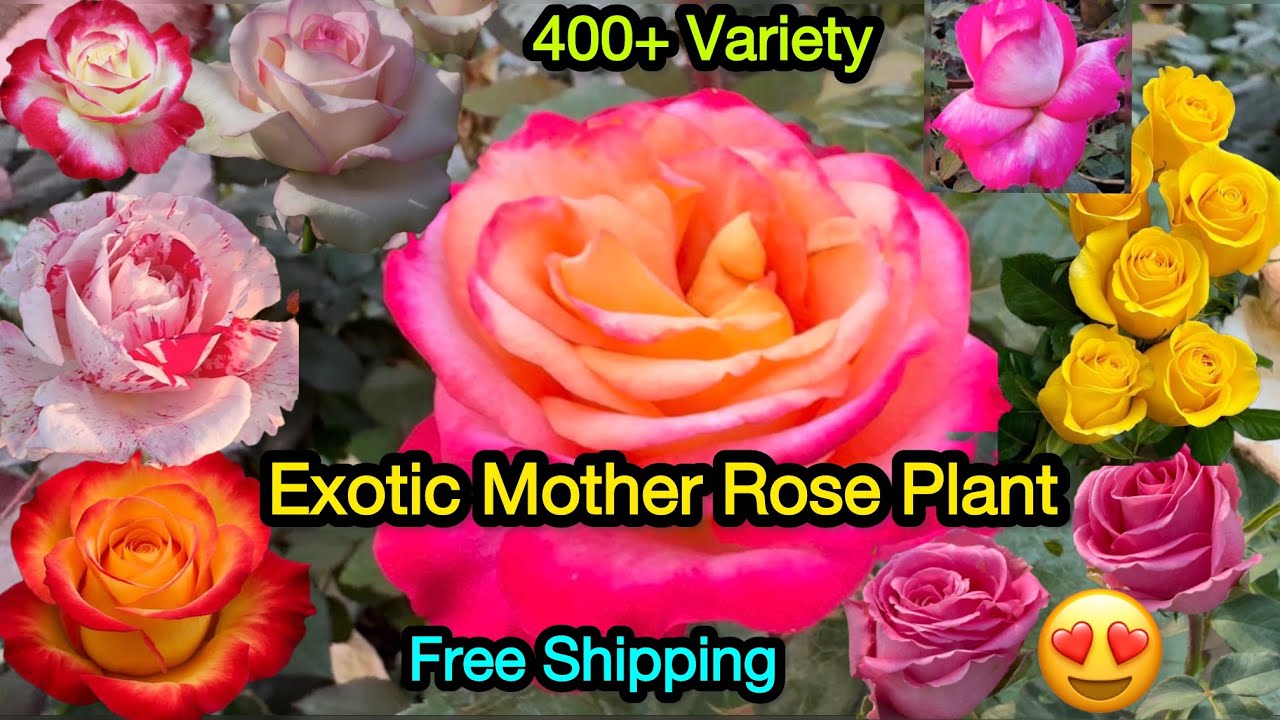Exotic Mother Plants First Video😍Best Quality Rose Plants For Sale❤️Free Gifts🎁WhatsApp- 8250221446