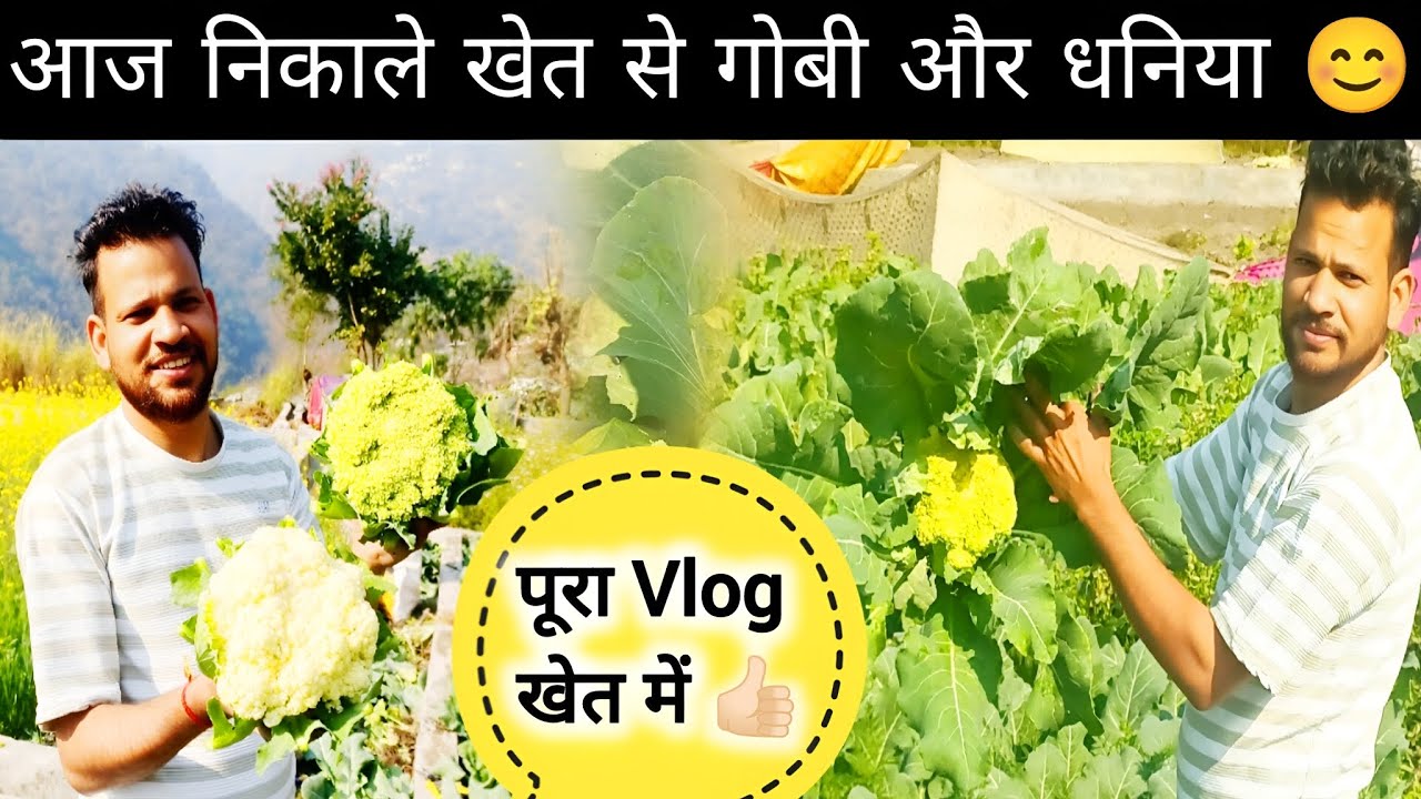 आज निकाला हमने खेत से गोभी और धनिया l Pahadi Life Style l #pahadivlogger #garhwalivlog  #Villagevlog