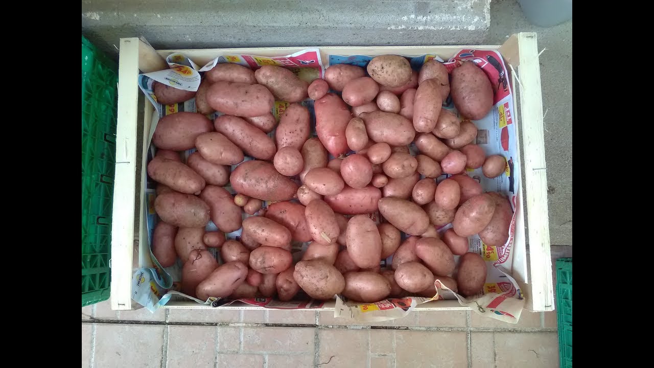 recolte pomme de terre sous paille varieté 