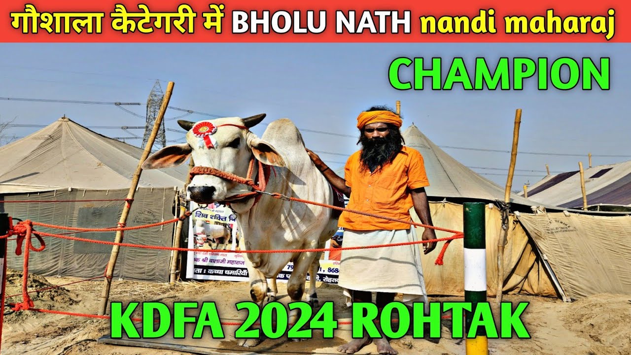 👌गौशाला कैटेगरी में BHOLU NATH nandi maharaj👍👍🏆🏆CHAMPION##KDFA 2024 ROHTAK