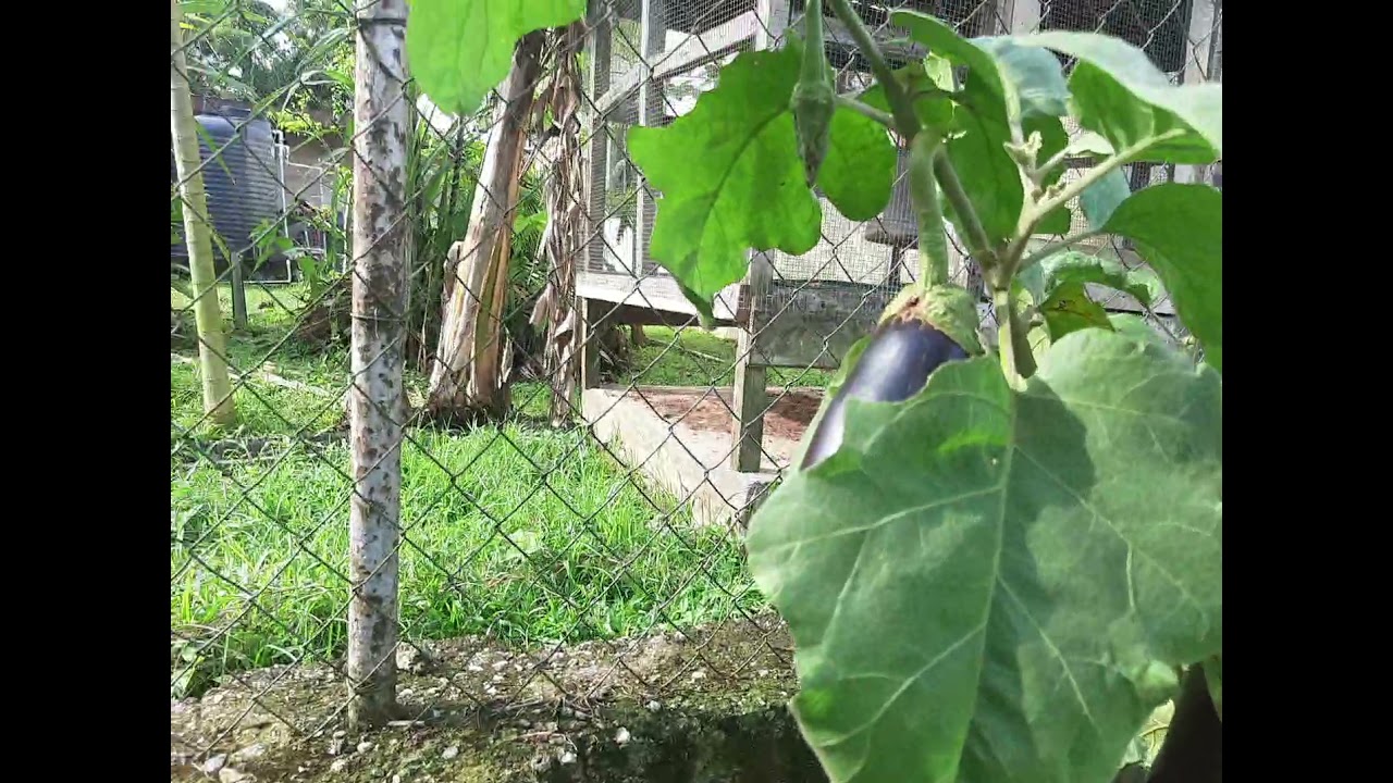 Plants- Melongene ( Eggplant)