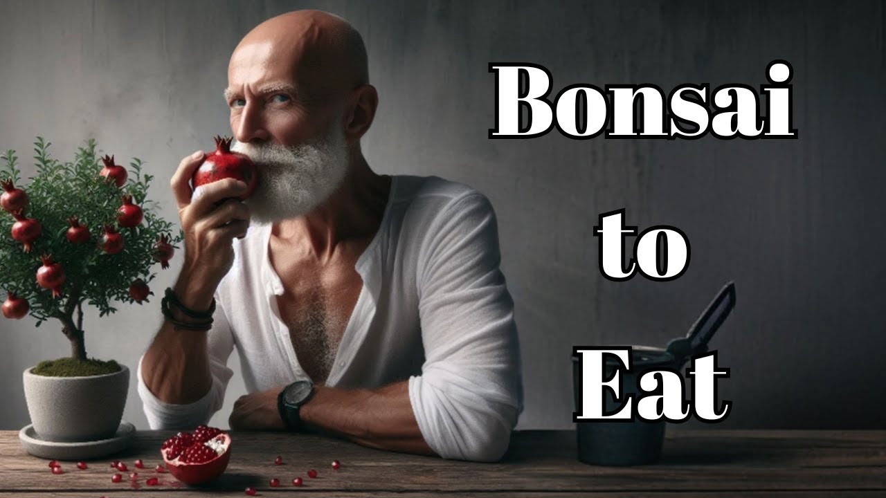 Pomegranate bonsai (Bonsai Diary) #70