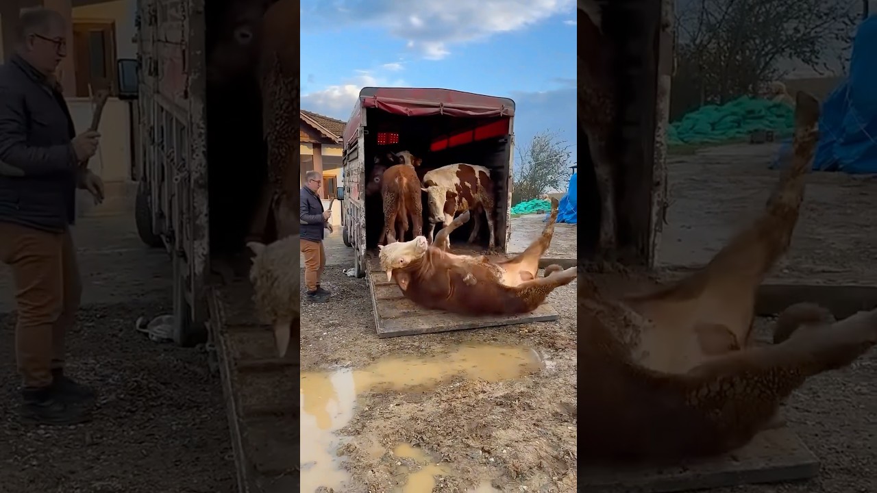 Las vacas llegaron 🫣🐮🐄#humor #comedia