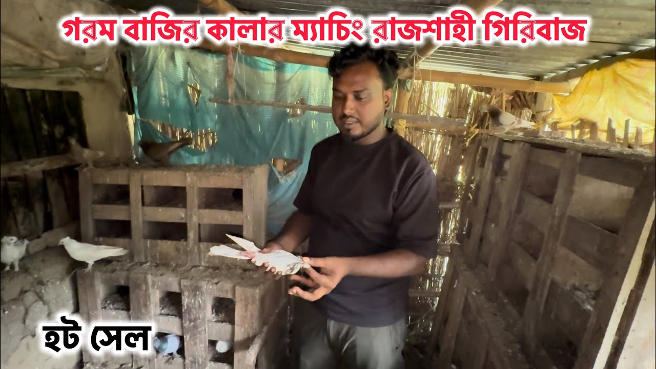 গরম বাজির কালার ম্যাচিং রাজশাহী গিরিবাজ কবুতর কিনুন সব থেকে কম দামে 