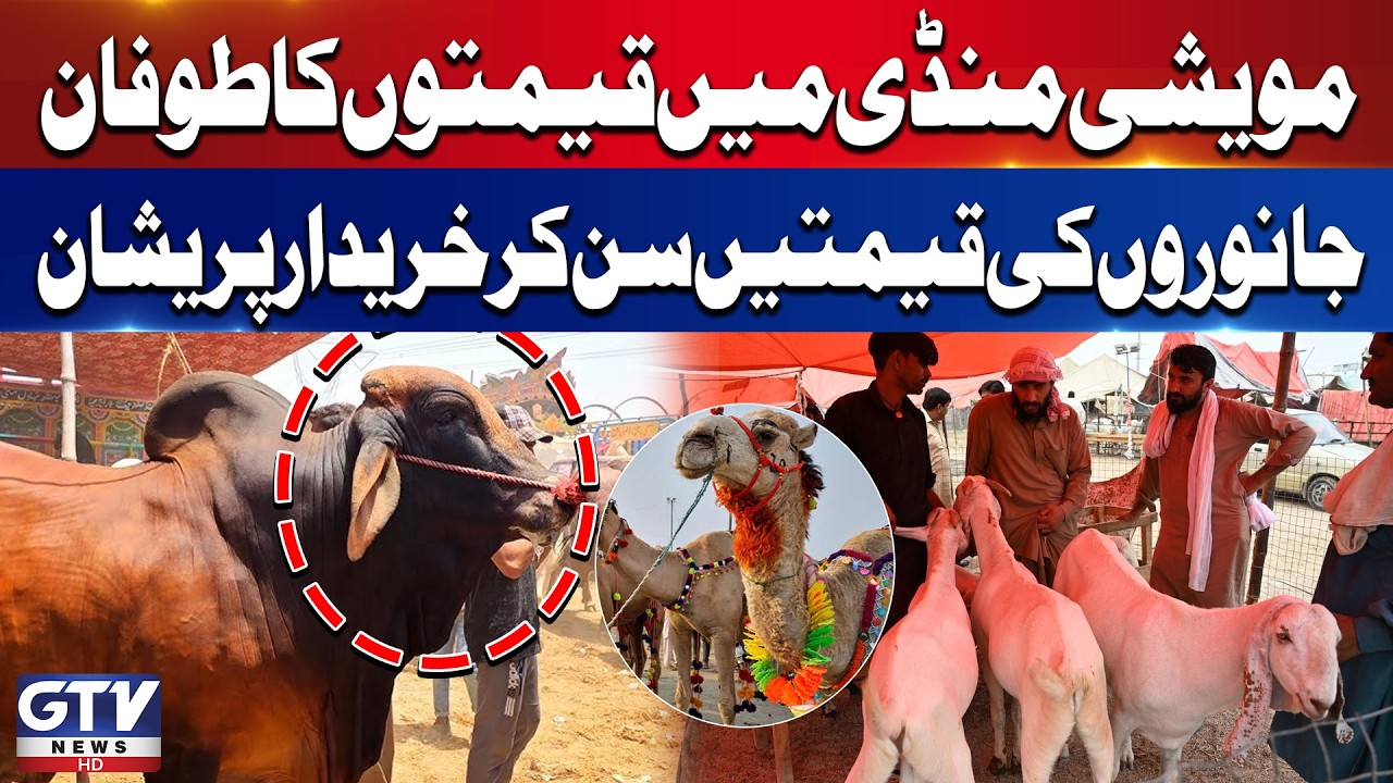 Eid-ul-Adha 2026 | Cattle Market Prices Skyrocket | Peshawar Maweshi Mandi | GTV News
