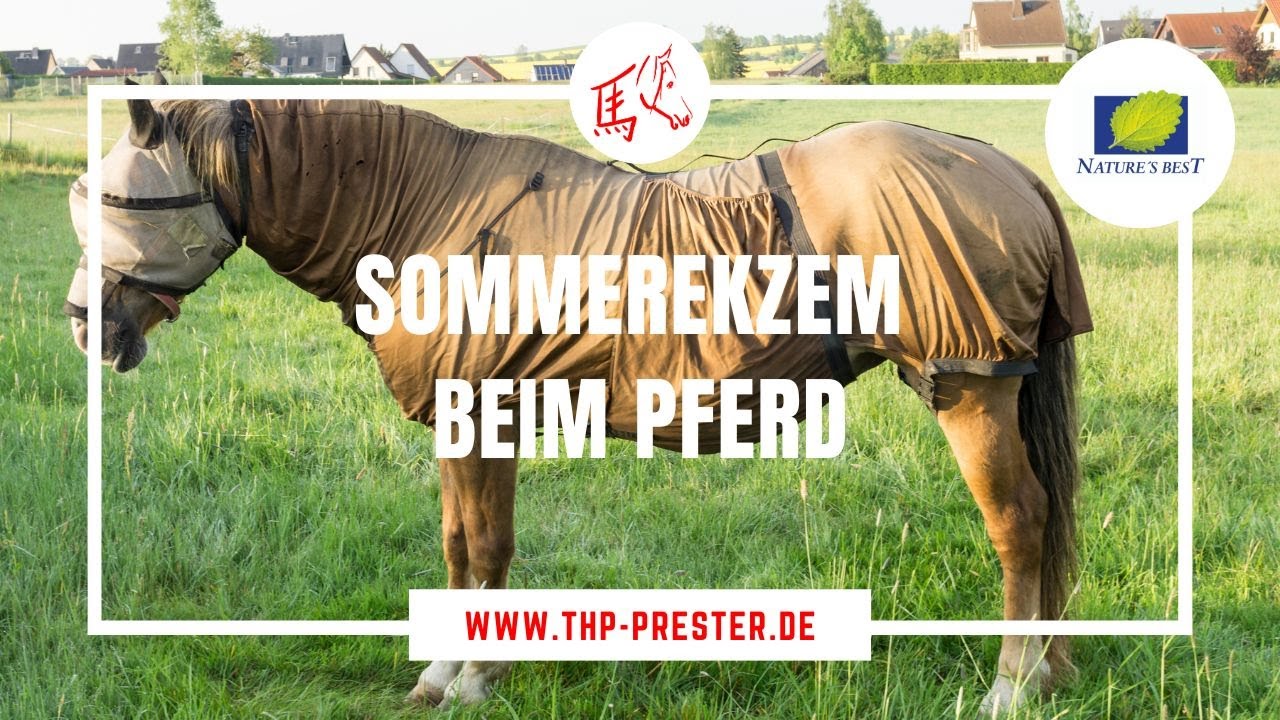 Sommerekzem bei Pferden