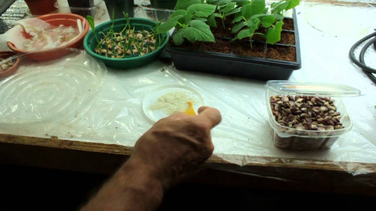 Germinating Corn