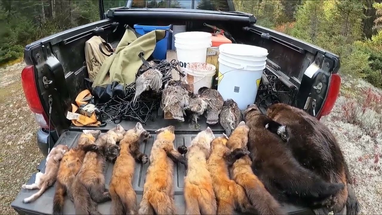 Musher's Tails: First Marten Trap Check 2025