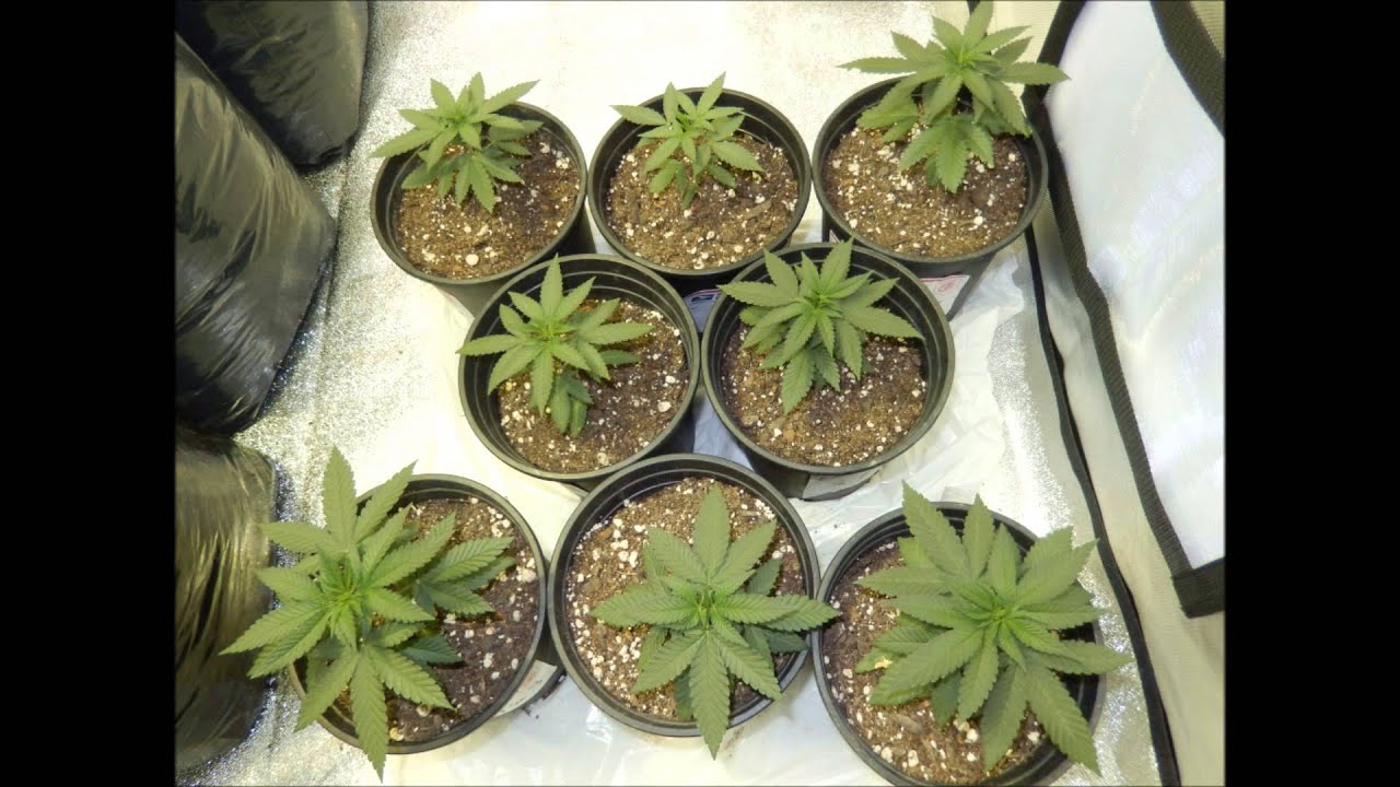 SinCity Seeds 2014 Blue Lime Pie and ThunderStruck Testers- Veg Week 1