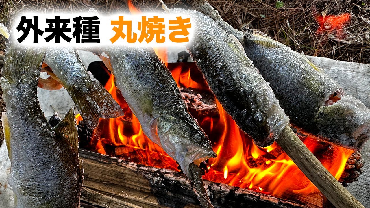 外来種『ブラックバス』を焚き火で丸焼きにしてみた